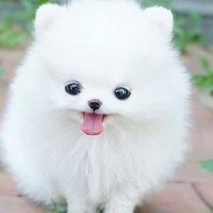 Meet your Posher, Ruthie